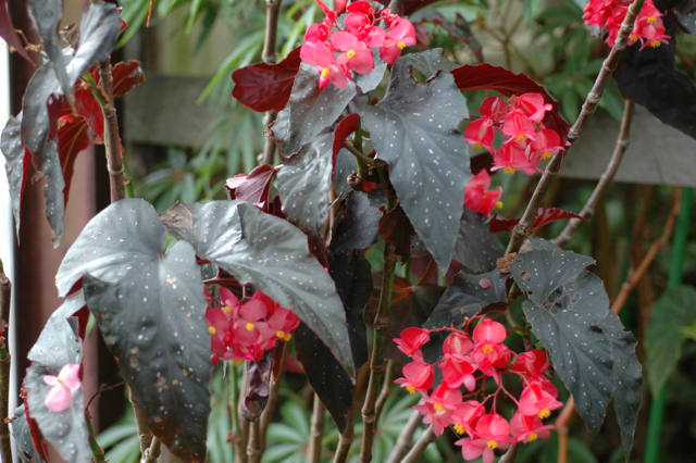 B. ‘Gordon Chivers’